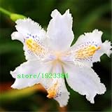 200pcsのアイリス種子大胆な色ひげを生やしたアイリスコレクション種子カラフルな花の種子パックホームガーデンの花植物