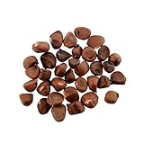 Auntwhale ブルーベリー種30