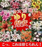 ゆり満腹セット 気が狂ったわけでは無いけどオリエンタルや鉄砲やすかし百合などミックスで25球 *関東甲信越地域以外は出荷地からの関係で別途送料が発生します