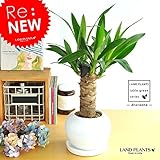 LAND PLANTS 青年の樹 ドラセナ・ユッカ 白色丸型陶器