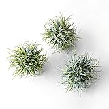 【Blooming＆me】フラワーデザイナー推薦 枯れない 高品質 上質な造花 フェイクグリーン エアプランツ チランジア 3個セット (グレー) [並行輸入品]