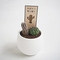 サボテン農家在庫3000本まとめ買いOKです 専用出品です。 サボテン農家在庫3000本まとめ買いOK様 リクエスト 2点 まとめ