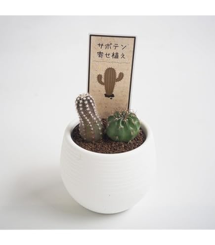 Amazon.co.jp: フォルモーサ子沢山なサボテン 抜き苗 : DIY