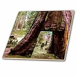 3drose Scenes from the Pastマジックランタン – GalenクラークMariposa Grove Yosemite Valleyセコイアデンドロンヴィンテージ – タイル 8