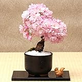 LORIAJP さくら盆栽 種子 10PCS/パッケージ 八重咲きの桜盆栽で　自宅でお花見が楽しめます