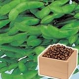 【メール便配送】　国華園　野菜たね　伝統・地方野菜　黒崎茶豆　1袋(30ml)【※発送が国華園からの場合のみ正規品です】