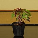 苗：山もみじ寄せ*