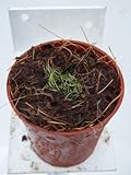 食虫植物 Utricularia juncea(ウトリクラリア ユンセア)