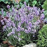 ☆宿根草 ハーブ イングリッシュラベンダー エレガンス スカイ １株