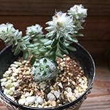 ポーチュラカ ウェルデルマニー ☆ 花 ガーデニング レア かわいい オシャレ