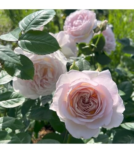 Amazon.co.jp: レア 入手難しい 切り花品種 薔薇苗 (複色) : DIY・工具