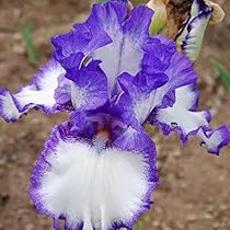 Amazon.co.jp: ジャーマンアイリス 球根 【 紫 プリカータ種 】1株