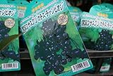 【果樹苗】【接木】　黒実フサスグリ　カチス・チャンピオン　一年生　【送料込価格】