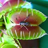 Dionaea Muscipula Giant Clip Venus Fly Trap Seeds 100pcs Insectivorous Seed Garden Plant Seed Bonsai