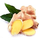 New Arrival100 Pcs Ginger Seeds Balcony Vegetables Potted Bonsai Plant Seeds Four Seasons Zingiber S