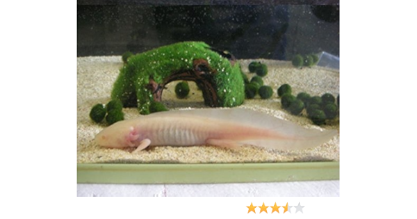 Amazon ウーパールーパー アルビノ 固形餌 ブリーダー倶楽部 観賞魚 水中生物 通販