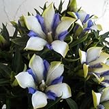 りんどう：心美白寿（ここみはくじゅ）5号鉢植え[大人気の竜胆][季節の鉢花] ノーブランド品