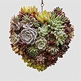Liebeye 花輪 多肉植物 植物ホルダー 吊り下げ式 アイアンワイヤーリース フレーム フラワーポット キャラクター ハート形 可愛い おしゃれ