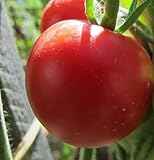 Tomate Matina - heirloom tomato - 50 seeds