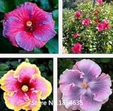 鉢植えハイビスカス種子、トロロアオイ属の種、オクラの花の種、約100個の粒子盆栽種子