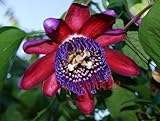 Passion flower (Passiflora incarnata),100pcs/bag Certified Pure Live Seed,tropical flower seeds for 
