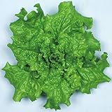 【メール便配送】　国華園　野菜たね　レタス　青ちりめんレタス　1袋(3ml)【※発送が国華園からの場合のみ正規品です】