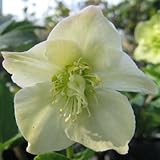 【6か月枯れ保証】【下草】クリスマスローズ/ニガー 0.1m 15本セット