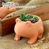 (観葉)私のオアシス ～多肉寄せ植え アニマルテラコッタ カエル～(1鉢)(説明書付) 本州・四国限定[生体]