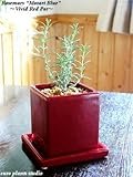 ローズマリー“モーツァルトブルー”/ ヴィヴィッド レッドポット / Rosemary‘Mozart Blue / Vivid Red Pot / インテリアハーブ / 鉢植え
