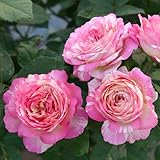 開花株 バラ苗 マルクシャガール 国産大苗デルバールオリジナル角鉢6号 四季咲き大輪 ピンク系 フレンチローズ