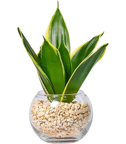 Amazon｜観葉植物 斑入り パキラ ムーンライト 6号鉢 希少 観葉植物