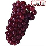 国華園　果樹苗　ブドウ　デラウェア　1株【※発送が国華園からの場合のみ正規品です】