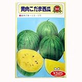 スイカ 種 【 黄肉こだま 】 種子 小袋（約13粒）