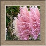 100pcs New Rare Impressive Purple Pampas Grass Seeds Ornamental home garden Plants Flowers seeds Cor