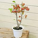 苗：姫りんご（プラスチック鉢）