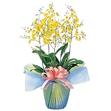 [花ぷらざ] 鉢花 オンシジューム 5本立 高さ:90cm フラワーギフト 花ギフト 開店祝い 開業祝い 開院 新築 引越し お祝い