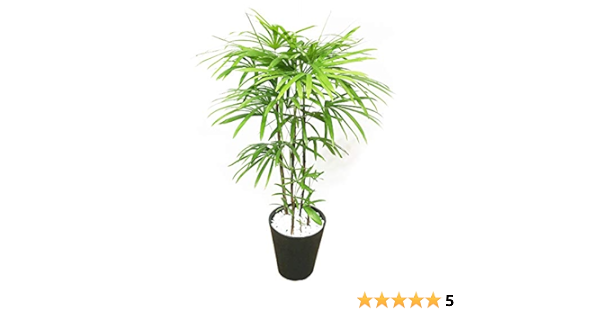 Amazon Co Jp 棕櫚竹 シュロチク ８号 ブラックセラアート鉢 寒さに強い 観葉植物 中型 大型 インテリア Diy 工具 ガーデン