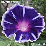 朝顔 苗 曜白朝顔 富士の紫 9cmポット苗