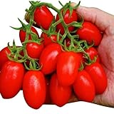 【メール便配送】国華園　野菜たね　トマト　 F1豊産あま娘　1袋(10粒)【※発送が国華園からの場合のみ正規品です】