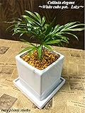 テーブルヤシ 観葉植物 鉢植え 陶器 ミニ ホワイトキューブポット
