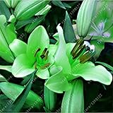 2 bulbs true lily bulbs,lily flower,(not lily seeds),flower indoor plant Radiation Absorption,Natura