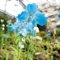Amazon.co.jp: 国華園 種 花たね ヒマラヤの青いケシ (メコノプシス) 1