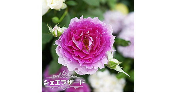 Amazon バラ苗 シェエラザード 大苗 木立バラ ロサオリエンティス 四季咲き ピンク 紫色 バラ苗木 花