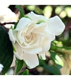 Amazon | 常緑低木 大輪 ジャスミン ホワイトプリンセス1株 | 植木