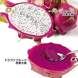 国華園　果樹苗 大株ドラゴンフルーツセット 2種2株【※発送が国華園からの場合のみ正規品です】