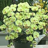 胡蝶蘭 【光触媒】 造花 ミディ５本立て グリーン 【ＣＴ触媒加工】