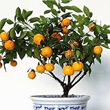 TOPmountain フルーツシトラスオレンジツリーの種子 30個 果樹の種 ガーデンバルコニー植物種子装飾