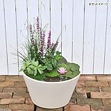 (ビオトープ/睡蓮)はじめての睡蓮セット(睡蓮桃+メダカ睡蓮鉢ベージュ+ヒメダカ+浮き草他) 1セット 説明書付 オリジナル 本州・四国限定[生体]