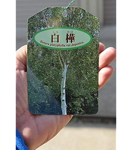 Amazon | 白樺 “シラカバ” 1年生ポット苗 庭木 落葉樹 シンボルツリー