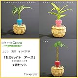 土なし清潔水やり簡単　セラハイトアース　手作り籐製カバー付き３個セット　 ドラセナ・サンデリアーナ・ビクトリー、同ゴールド、パキラ3種